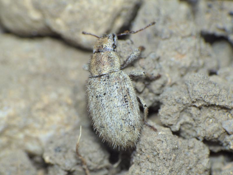 Strophomorphus porcellus (Schoenherr, 1832)